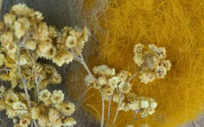 Atelier: Teinture végétale à La Brigue