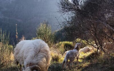 ATELIER TONTE DE MOUTON ET TRI DE LAINE